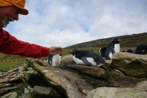 Pingvinelskerens paradis - Falklandsøerne