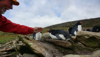 Pingvinelskerens paradis - Falklandsøerne