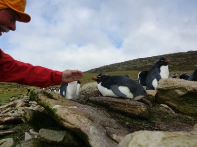 Pingvinelskerens paradis - Falklandsøerne